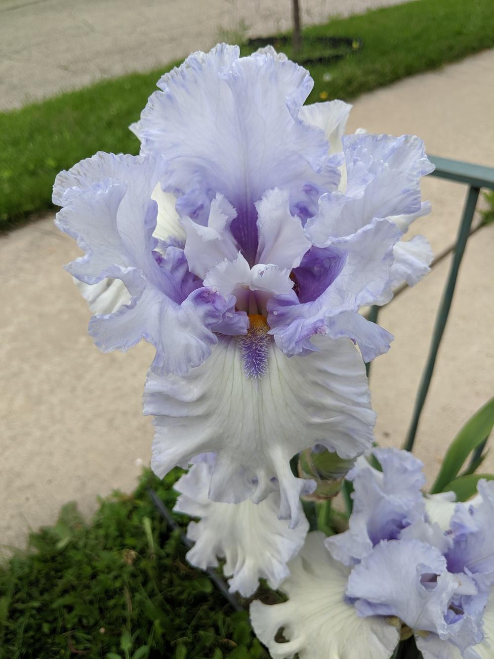Photo of Tall Bearded Iris (Iris 'Chinook Winds') uploaded by darkphoenixash