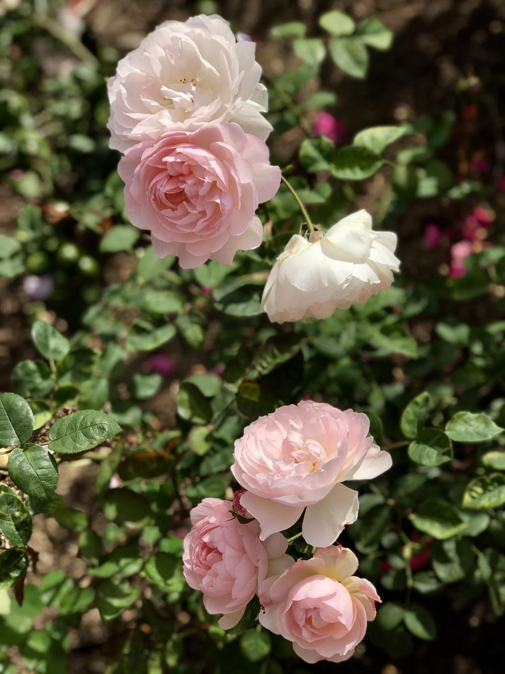 Photo of Rose (Rosa 'Gentle Hermione') uploaded by oliversf
