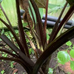 Location: My greenhouse, Florida
Date: 2019-06-10
This plant has 7 spathe and spadix blooms!