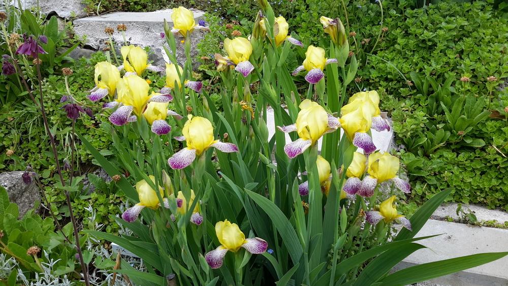 Photo of Miniature Tall Bearded Iris (Iris 'Gracchus') uploaded by Hajue