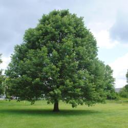 Location: Exton (Lionville), Pennsylvania
Date: 2019-06-06
maturing tree in summer