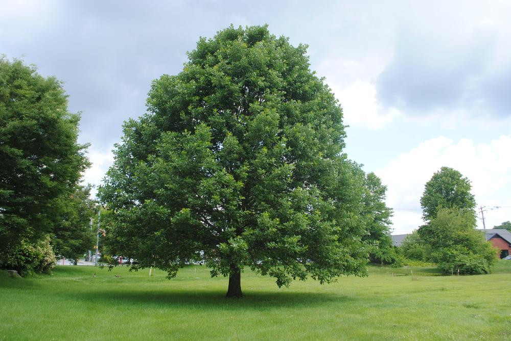 Photo of Swamp White Oak (Quercus bicolor) uploaded by ILPARW