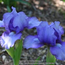 Location: My Garden, Ontario, Canada
Date: 2019-06-06
This iris has the perfect name, it is a beautiful blend of blue.