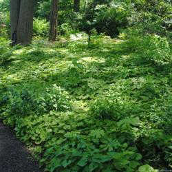 Location: Jenkins Arboretum in Berwyn, Pennsylvania
Date: 2019-06-09
huge patch being a groundcover