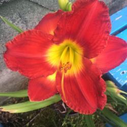 Location: My flower garden
Date: 2019-06-08
Passion for Red, very large red bloom