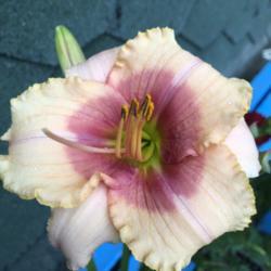 Location: My flower garden
Date: 2019-06-09
Exotic Candy, large bloom