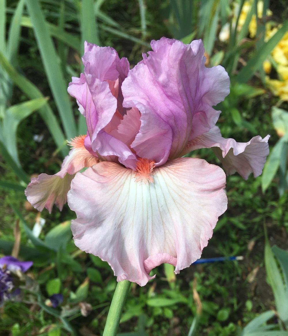 Photo of Tall Bearded Iris (Iris 'Spring Tidings') uploaded by Lbsmitty