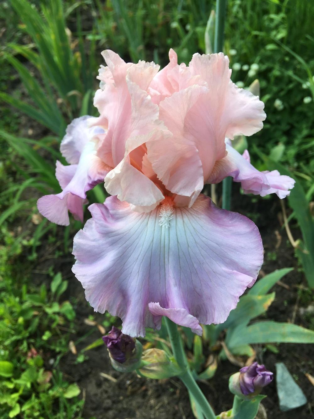 Photo of Tall Bearded Iris (Iris 'Amiable') uploaded by Lbsmitty