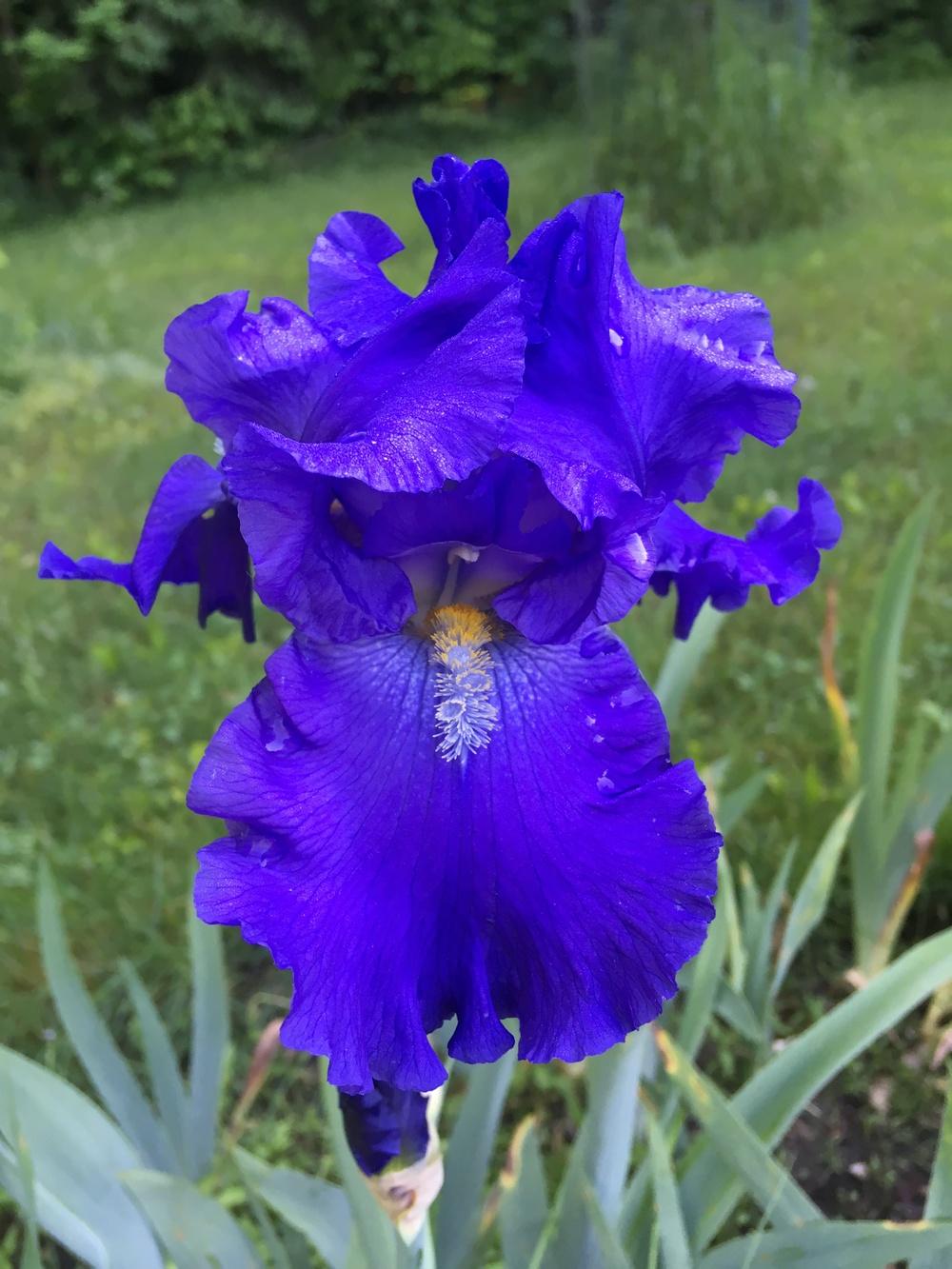 Photo of Tall Bearded Iris (Iris 'Blue Suede Shoes') uploaded by Lbsmitty
