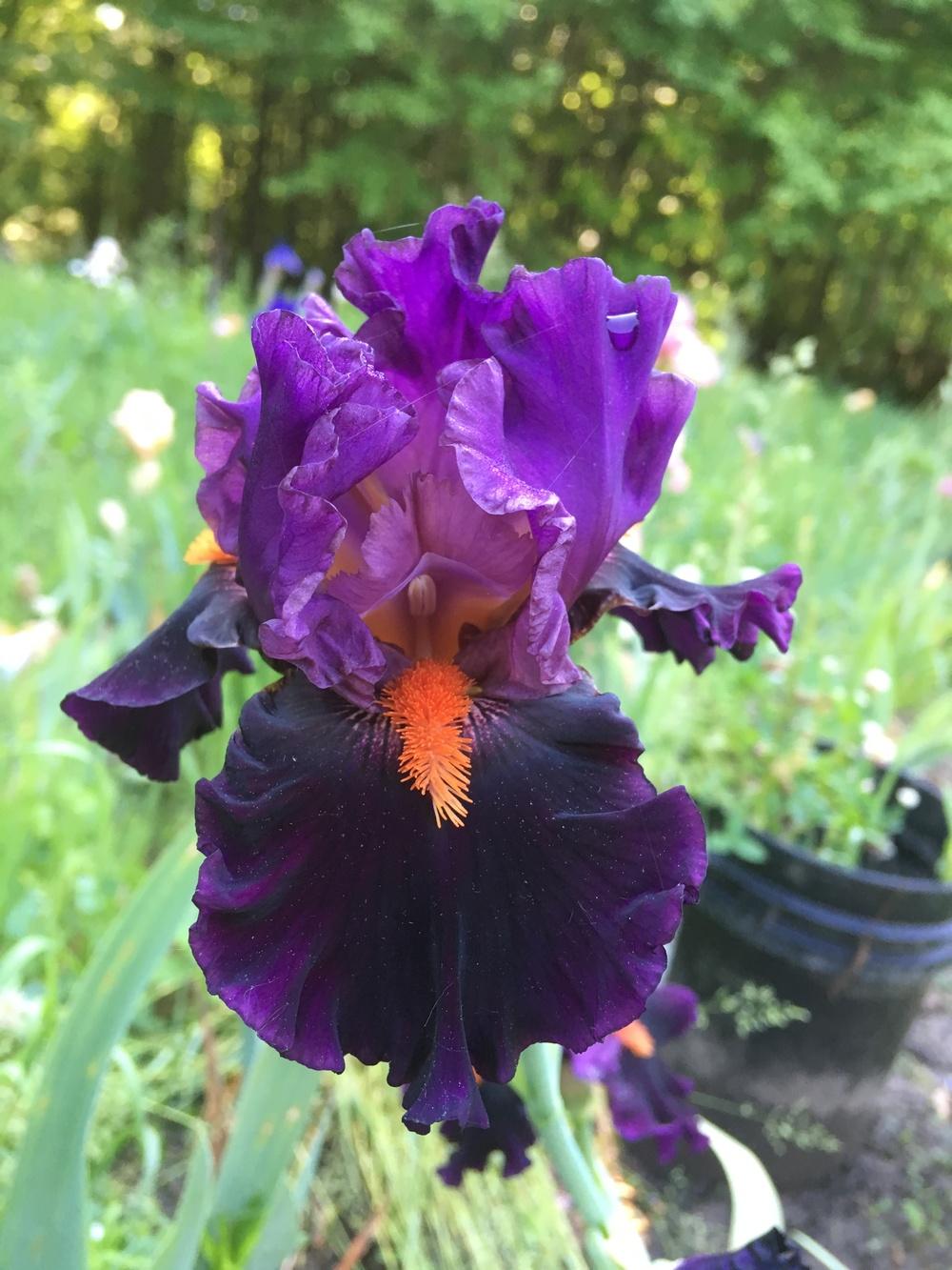 Photo of Tall Bearded Iris (Iris 'Sharp Dressed Man') uploaded by Lbsmitty