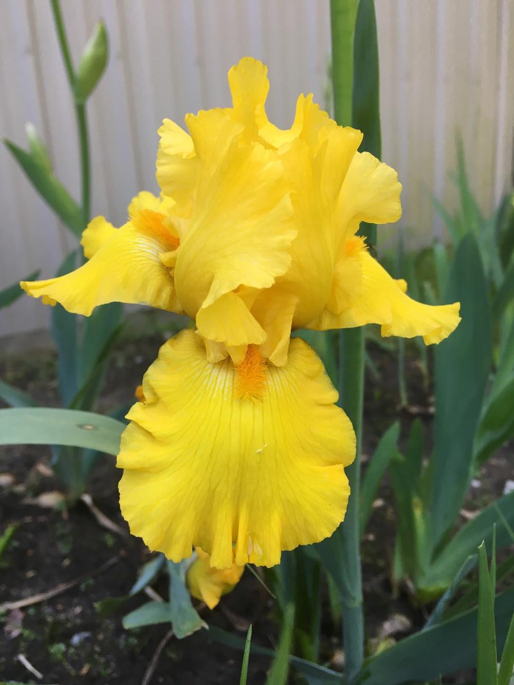 Photo of Tall Bearded Iris (Iris 'Pure as Gold') uploaded by Lbsmitty