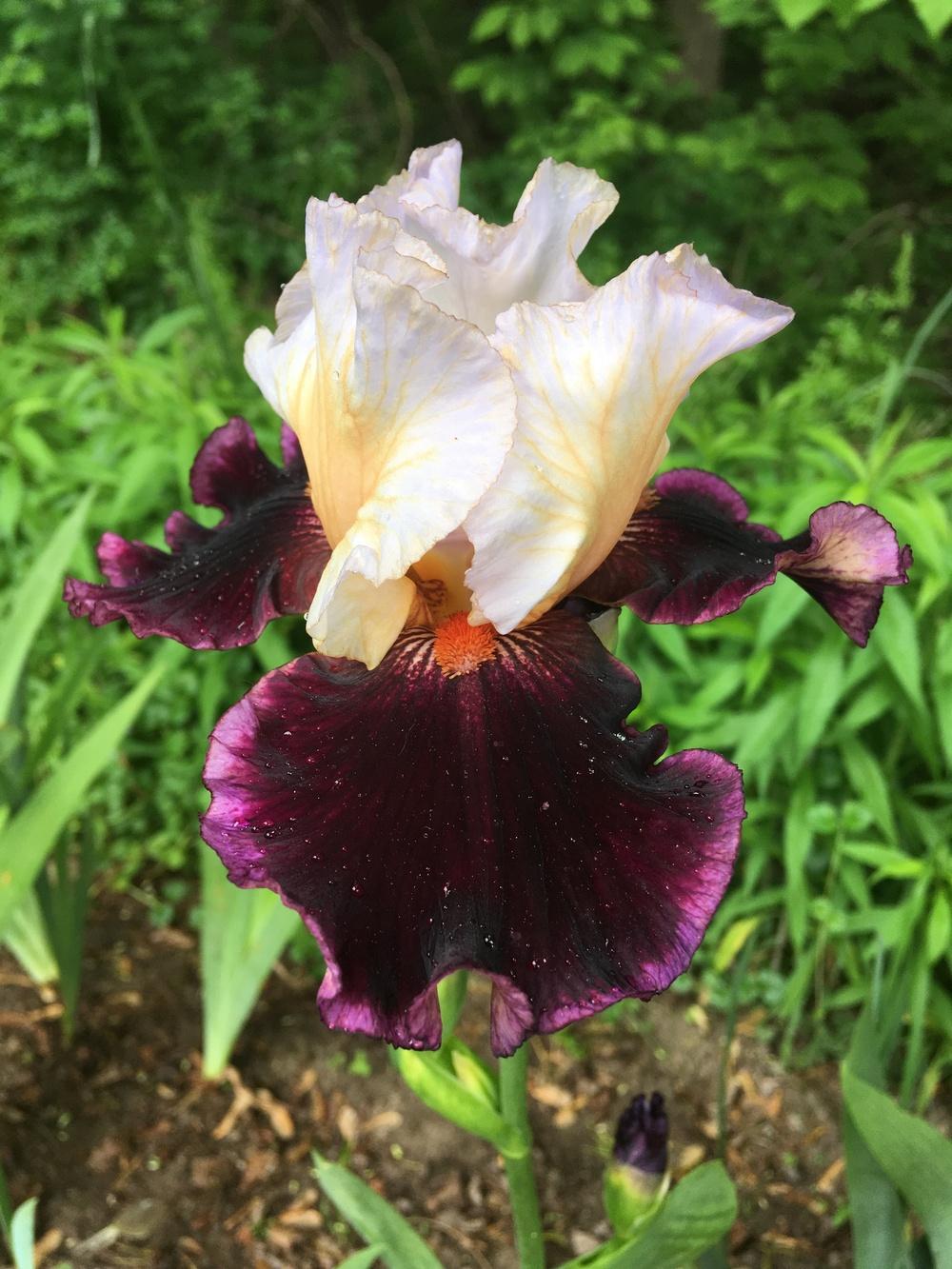 Photo of Tall Bearded Iris (Iris 'Raspberry Swirl') uploaded by Lbsmitty