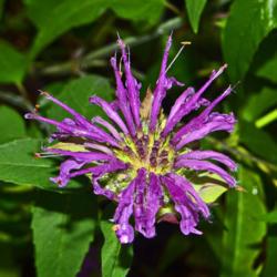Location: Botanical Gardens of the State of Georgia...Athens, Ga
Date: 2019-06-09
Purple Bee Balm - Monarda ' Blaustrumpf ' 002