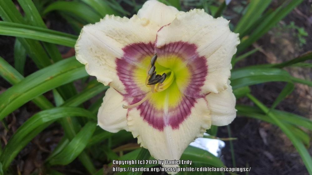 Photo of Daylily (Hemerocallis 'Stenciled Impressions') uploaded by ediblelandscapingsc