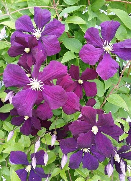 Photo of Clematis (Clematis viticella 'Etoile Violette') uploaded by flowerpower35