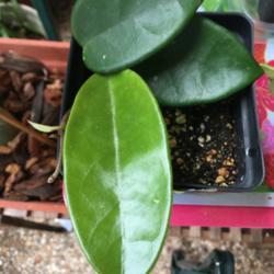 Location: My garden
Date: 2019-06-05
It’s rooting!  New leaf
