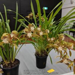 Location: Cymbidium Orchid Society of Victoria meeting, Victoria, Australia
Date: 2019-06-11
A plant with 3 spikes in full bloom.