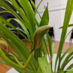 Location: Cymbidium Orchid Society of Victoria meeting, Victoria, Australia
Date: 2019-06-11
A bud ready to open.