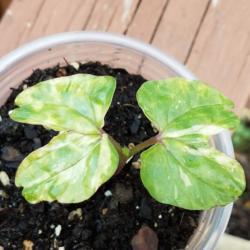 Location: Wilmington, Delaware USA
Date: 2019-06-12
Variegated cotyledons indicate the true leaves will be variegated