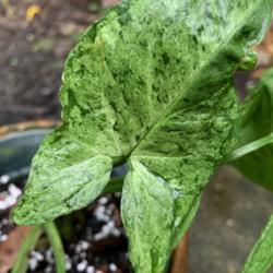Location: My greenhouse, Florida
Date: 2019-06-12
An uncommon variety of Syngonium shared with me by a friend