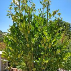 Location: Taos County, New Mexico, USA
Date: 2019-06-12
Mature Lovage