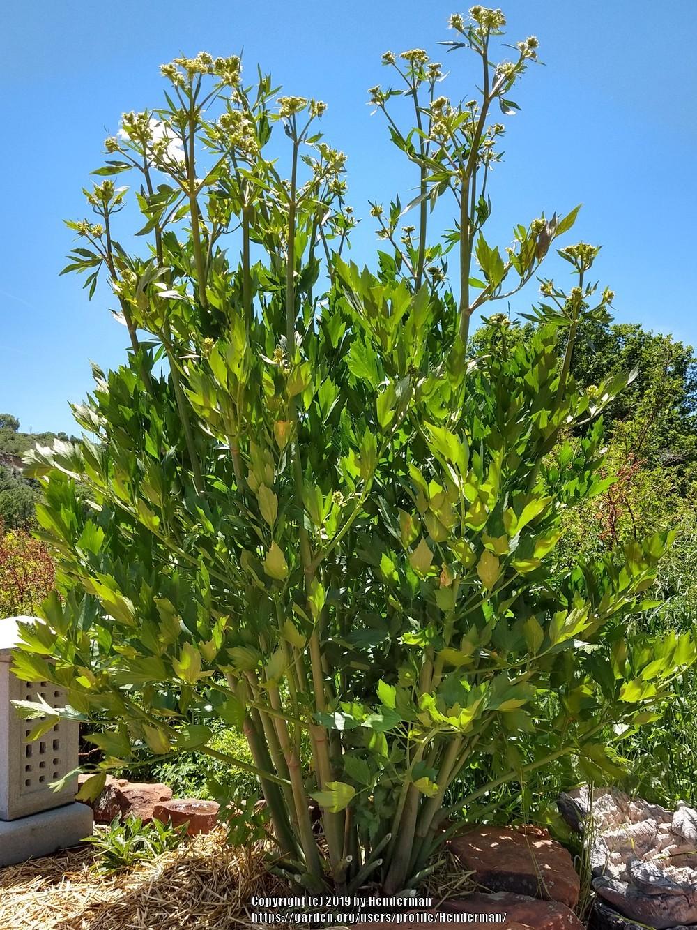 Photo of Lovage (Levisticum officinale) uploaded by Henderman