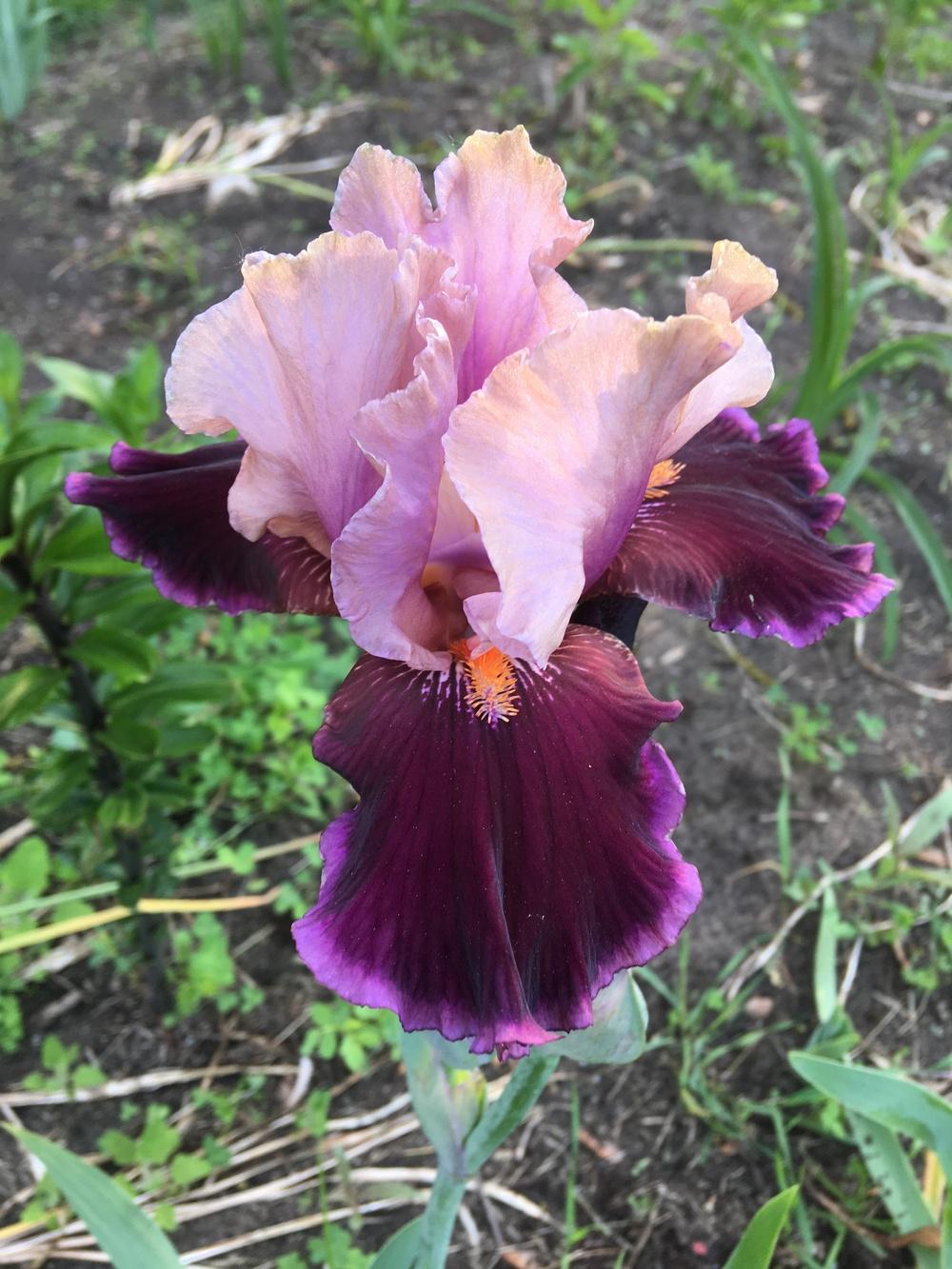 Photo of Tall Bearded Iris (Iris 'Pass the Wine') uploaded by Lbsmitty