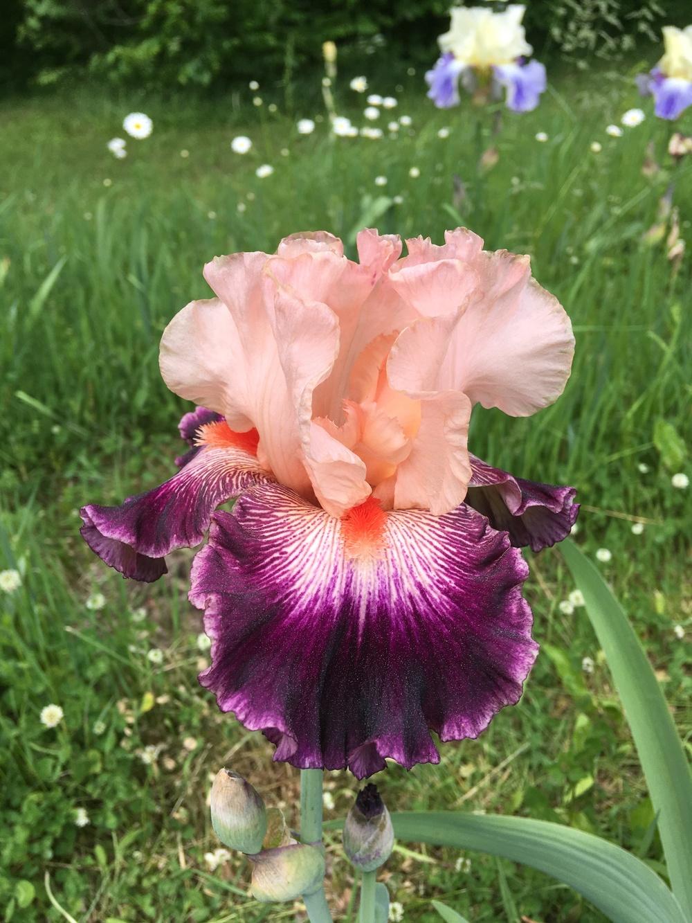 Photo of Tall Bearded Iris (Iris 'Jazz Era') uploaded by Lbsmitty