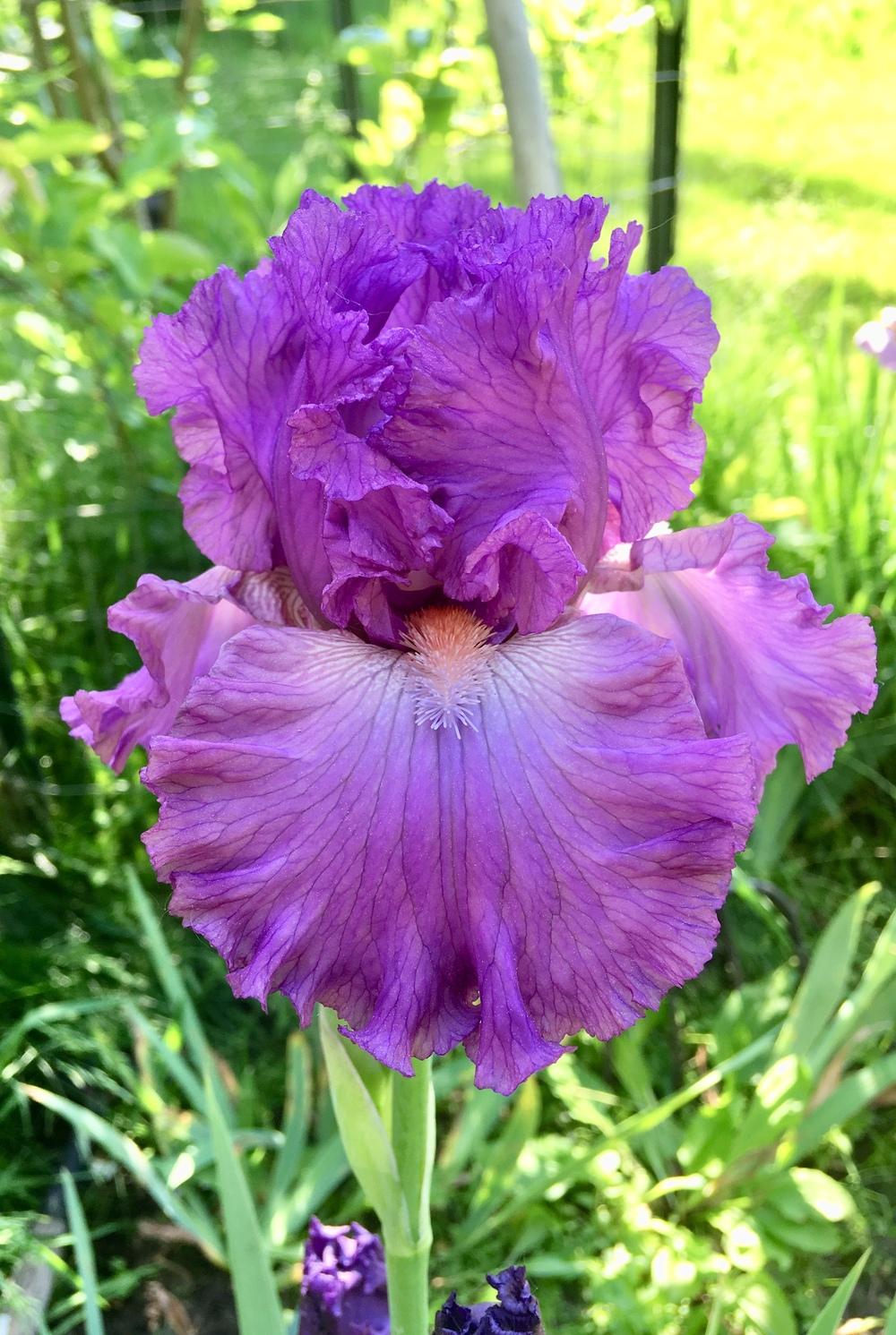 Photo of Tall Bearded Iris (Iris 'Russian Violet') uploaded by Lbsmitty