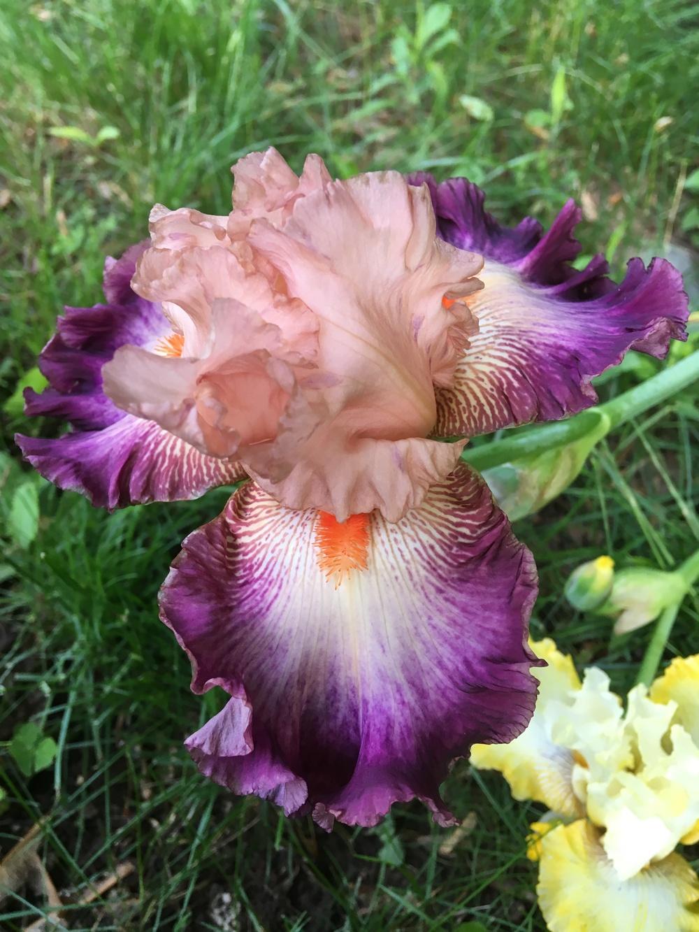 Photo of Tall Bearded Iris (Iris 'Come Away with Me') uploaded by Lbsmitty