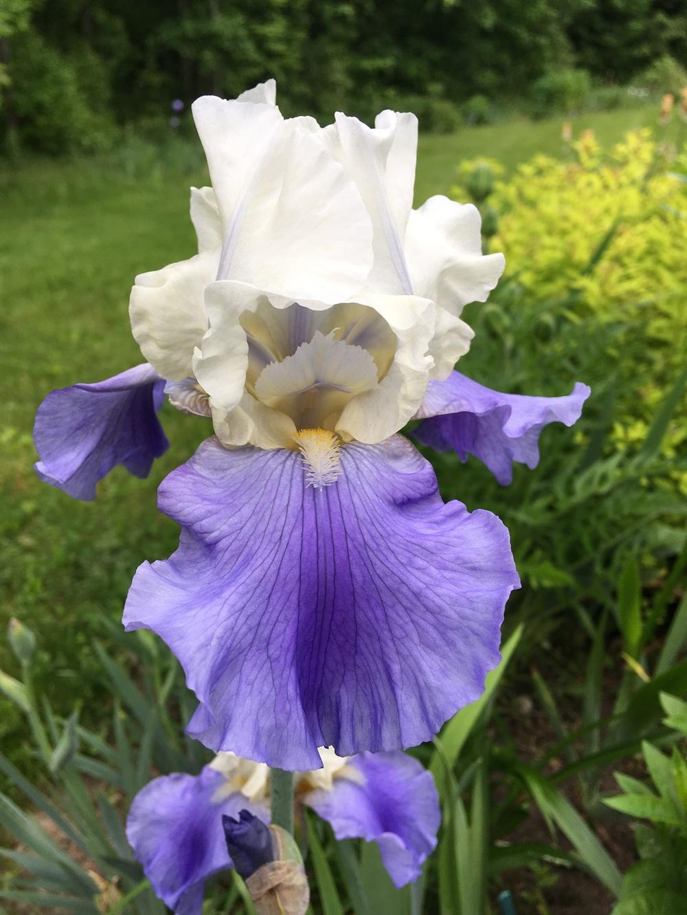 Photo of Tall Bearded Iris (Iris 'Stairway to Heaven') uploaded by Lbsmitty