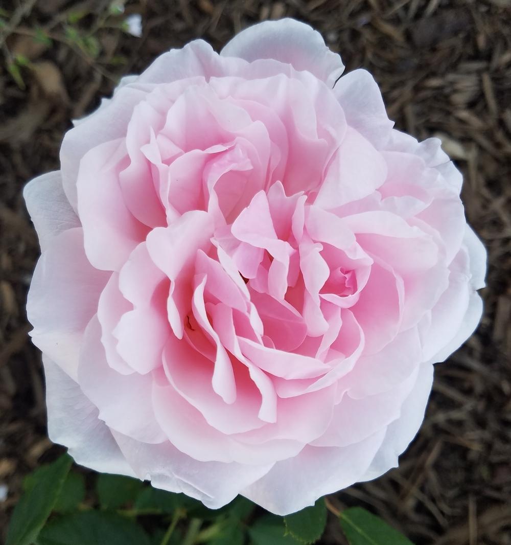 Photo of Rose (Rosa 'Quietness') uploaded by OrganicJen