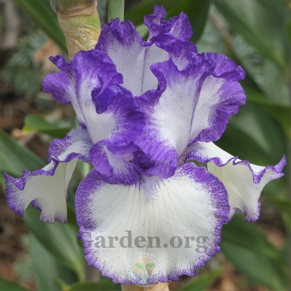 Photo of Tall Bearded Iris (Iris 'American Classic') uploaded by Patty