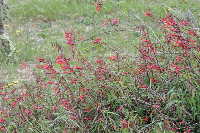 Photo of Mexican Cardinal Flower (Lobelia laxiflora) uploaded by RuuddeBlock