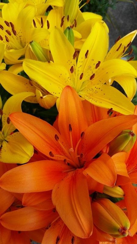 Photo of Lilies (Lilium) uploaded by flowerpower35