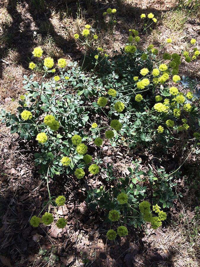Photo of Sulfur Buckwheat (Eriogonum umbellatum) uploaded by KellyFW