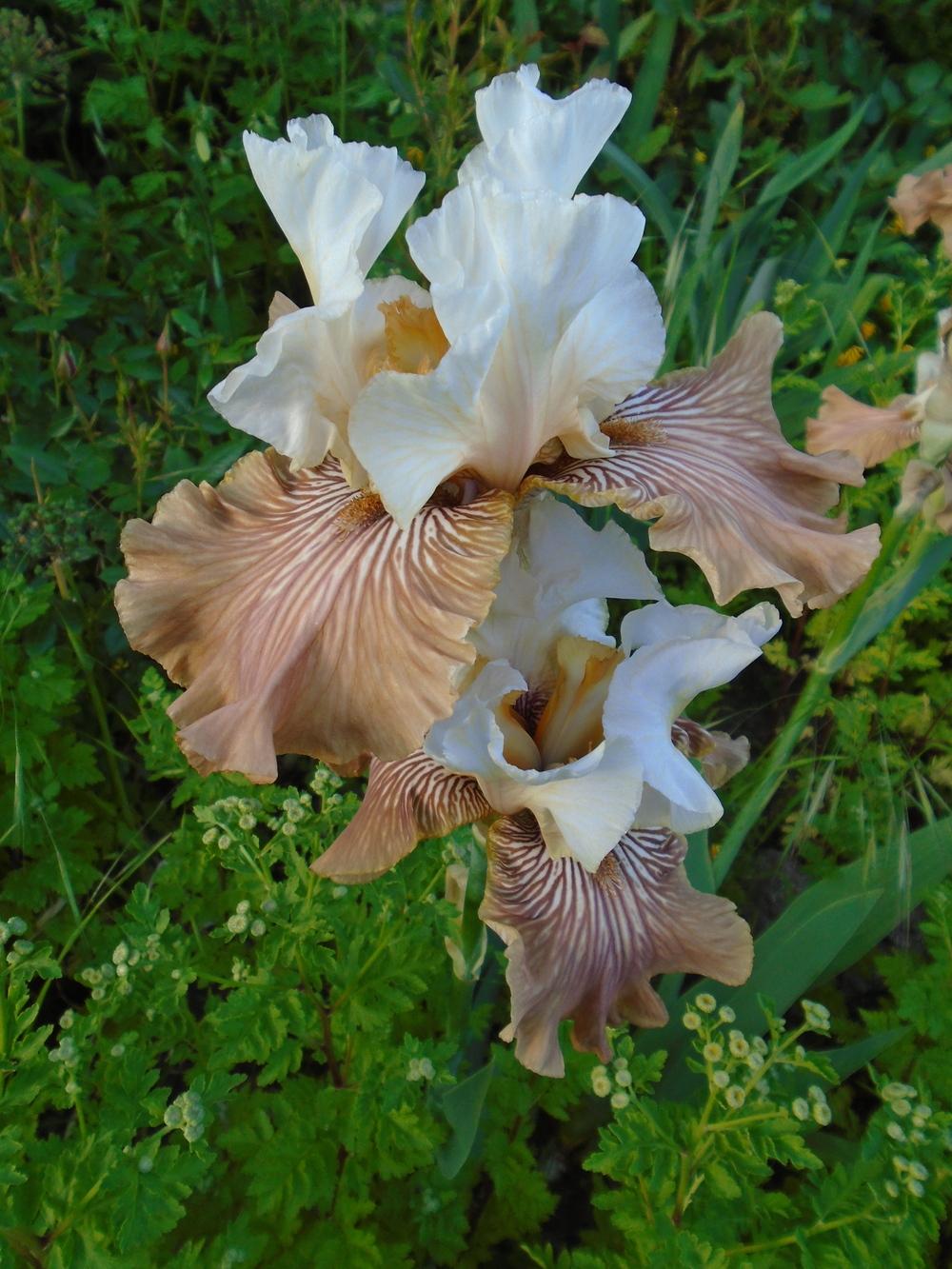 Photo of Tall Bearded Iris (Iris 'Mandarin Morning') uploaded by Paul2032
