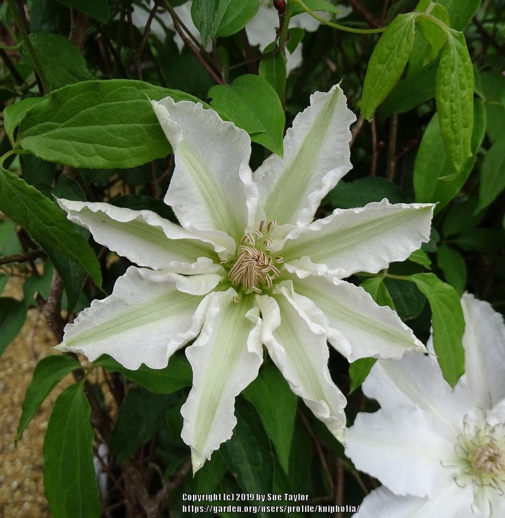 Photo of Clematis Hyde Hall™ uploaded by kniphofia