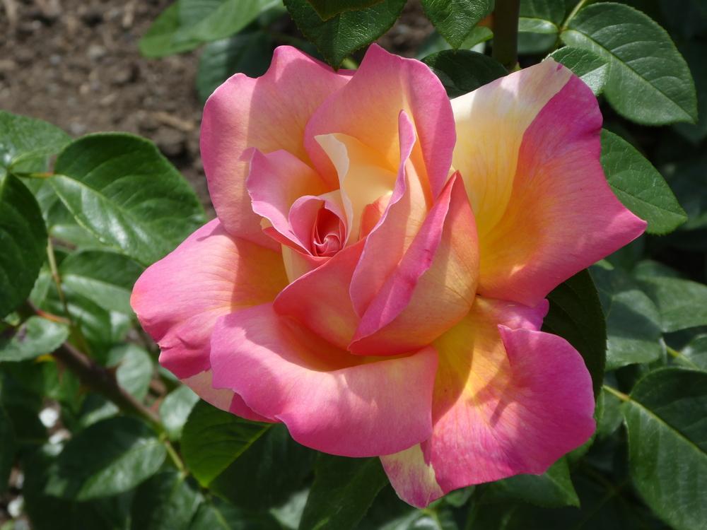 Photo of Rose (Rosa 'Chicago Peace') uploaded by Bonehead