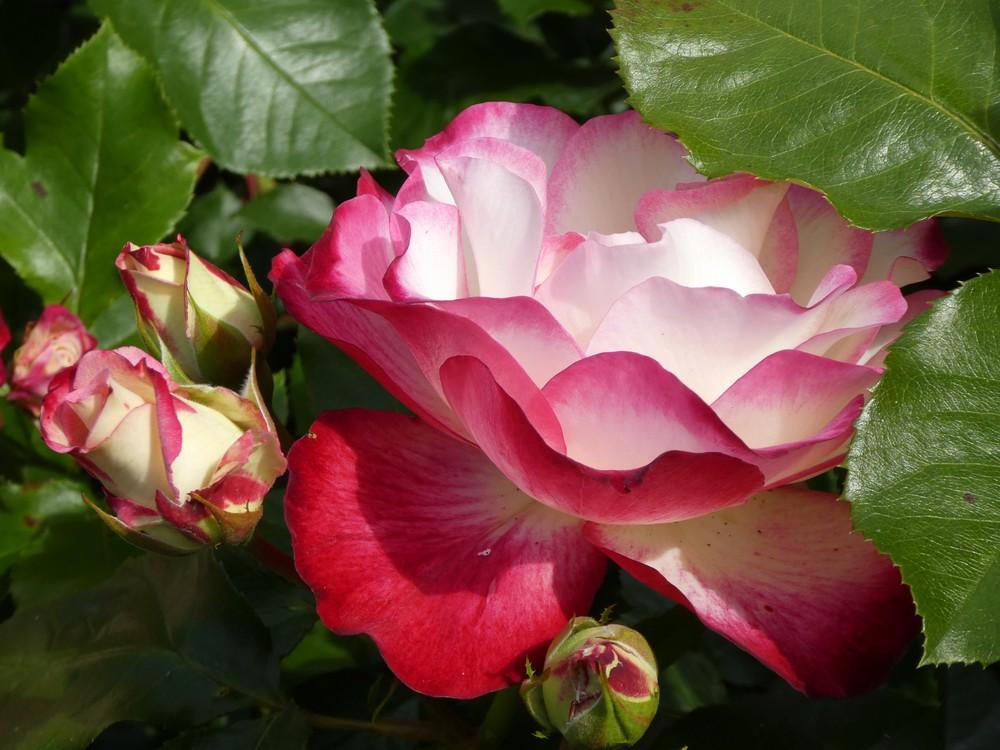 Photo of Rose (Rosa 'Cherry Parfait') uploaded by Bonehead