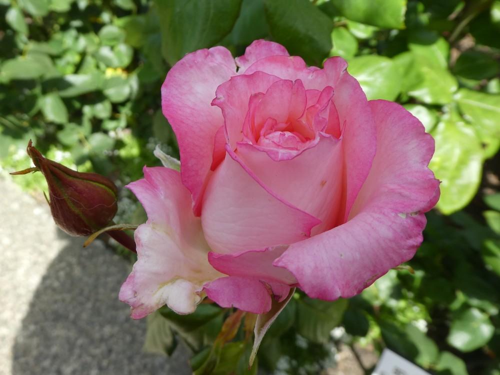 Photo of Rose (Rosa 'Belami') uploaded by Bonehead