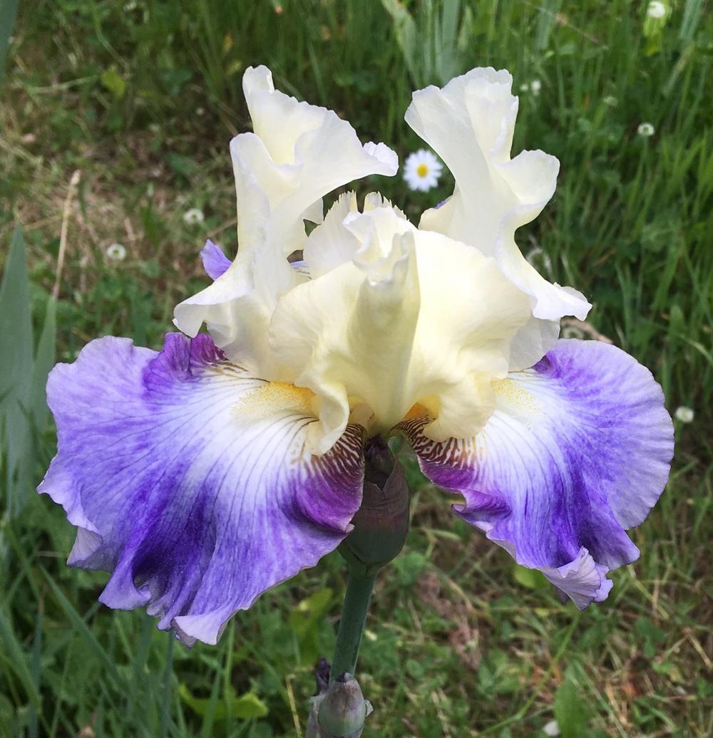 Photo of Tall Bearded Iris (Iris 'Seakist') uploaded by Lbsmitty