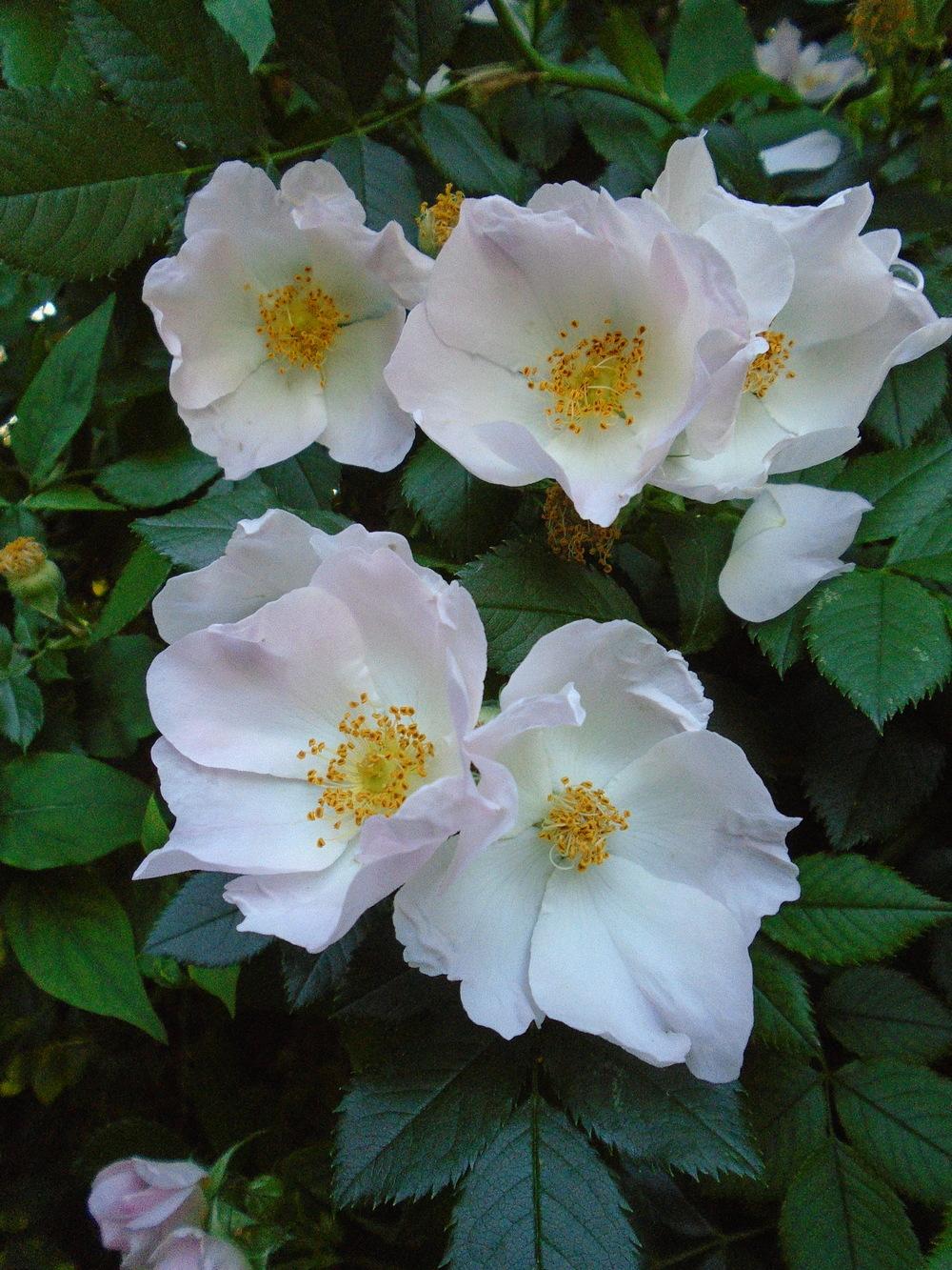 Photo of Briar Rose (Rosa canina) uploaded by Paul2032