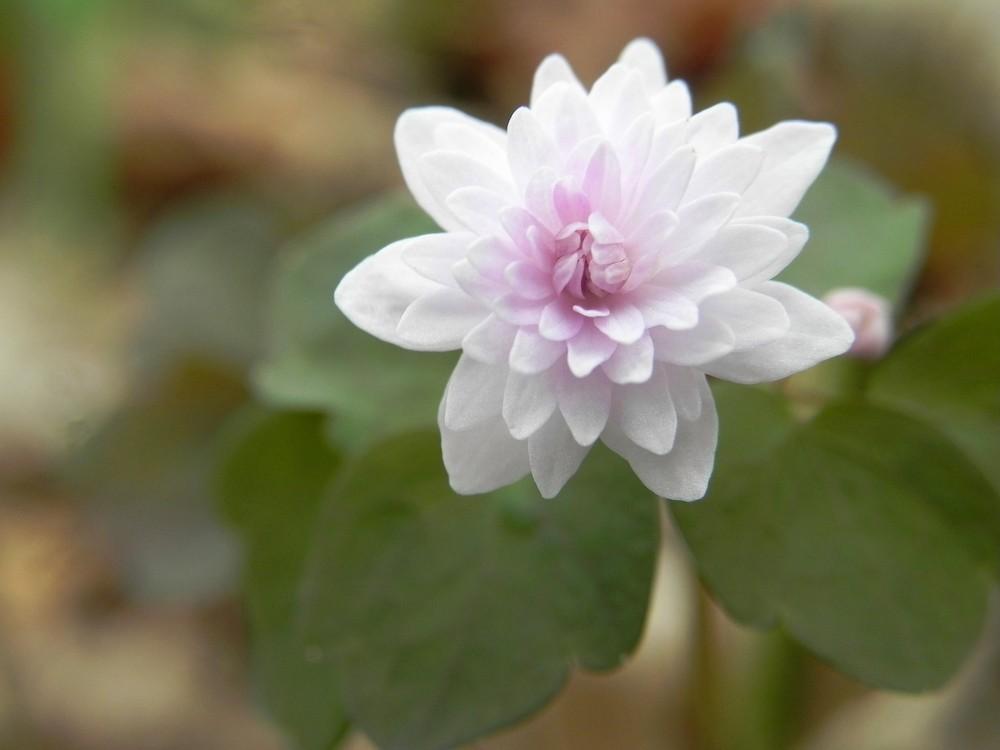 Photo of Rue Anemone (Thalictrum thalictroides 'Cameo') uploaded by SL_gardener