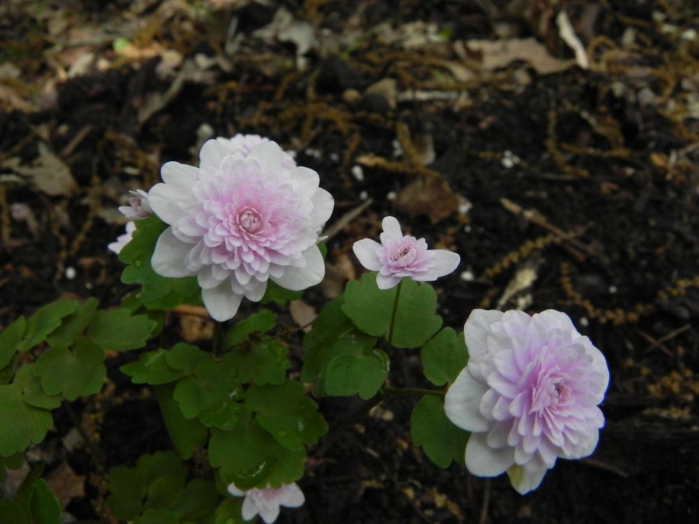 Photo of Rue Anemone (Thalictrum thalictroides 'Cameo') uploaded by SL_gardener