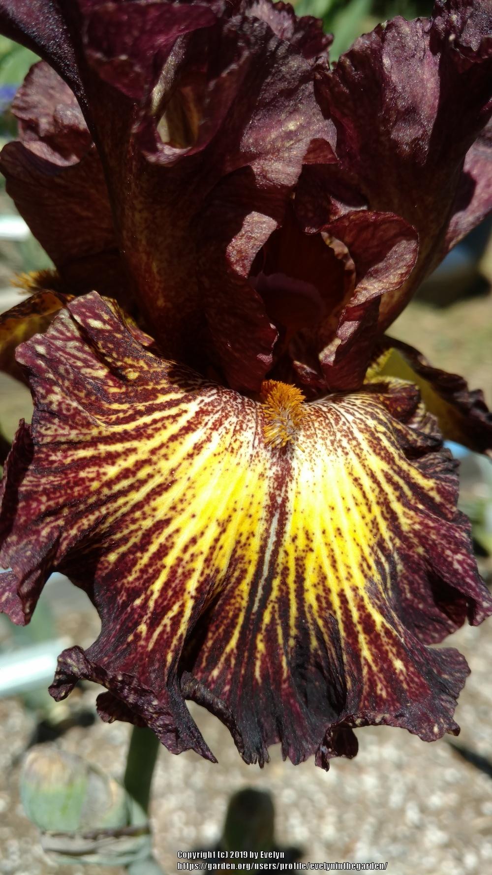Photo of Tall Bearded Iris (Iris 'High Octane') uploaded by evelyninthegarden