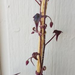 Location: Oslo, Norway
Date: June
Young stem climbing on twine with new leaves and buds