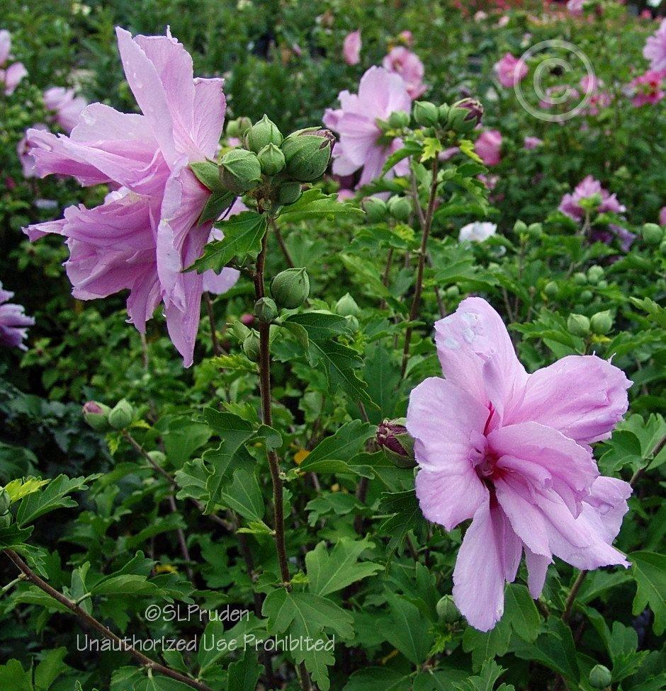 Photo of Rose of Sharon (Hibiscus syriacus 'Ardens') uploaded by DaylilySLP