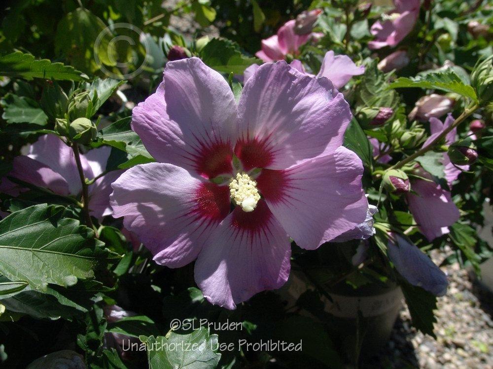 Photo of Rose Of Sharon (Hibiscus syriacus 'Minerva') uploaded by DaylilySLP