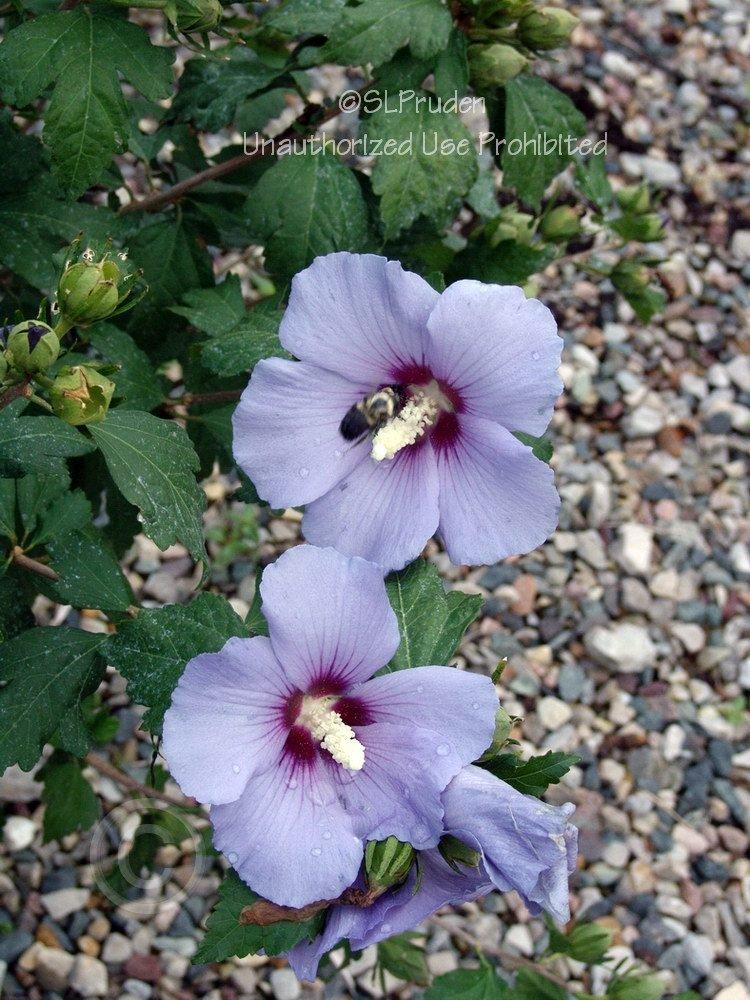 Photo of Rose of Sharon (Hibiscus syriacus Blue Satin®) uploaded by DaylilySLP